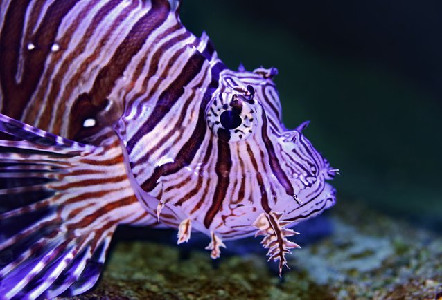Lionfish image by David Clode  courtesy free  by https://unsplash.com/search/photos/lionfish